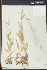 Panicum sphaerocarpon image