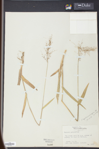 Panicum sphaerocarpon image