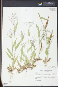 Panicum sphaerocarpon image