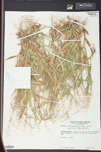 Panicum sphaerocarpon image