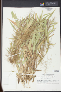 Panicum sphaerocarpon image