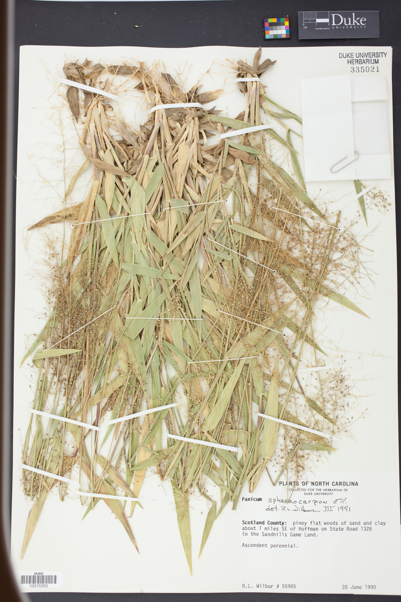 Panicum sphaerocarpon image