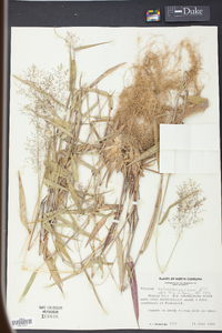 Panicum sphaerocarpon image