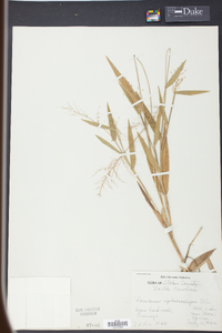 Panicum sphaerocarpon image