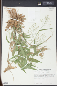 Panicum sphaerocarpon image