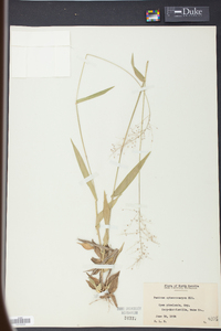 Panicum sphaerocarpon image