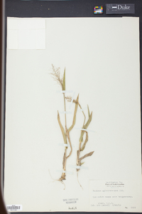 Panicum sphaerocarpon image