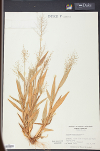 Panicum sphaerocarpon image