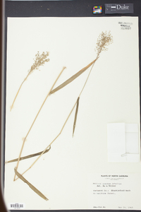 Dichanthelium acuminatum subsp. spretum image