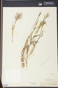 Panicum spretum image