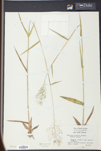 Panicum spretum image