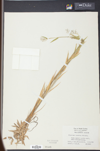 Panicum spretum image