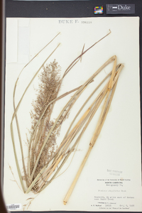 Panicum stipitatum image