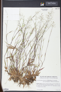 Panicum strigosum image