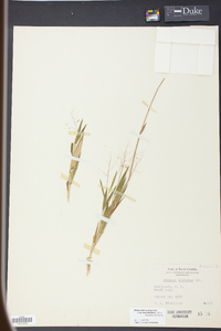 Panicum strigosum image