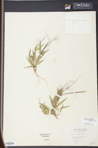 Panicum strigosum image