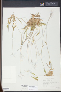 Panicum strigosum image