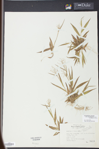 Panicum strigosum image