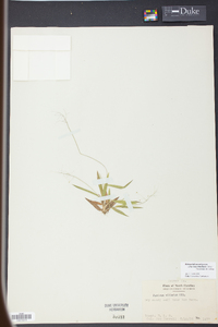 Panicum strigosum image