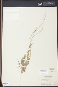 Panicum strigosum image