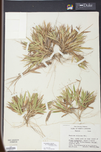 Panicum strigosum image