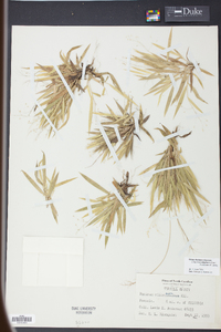 Panicum strigosum image