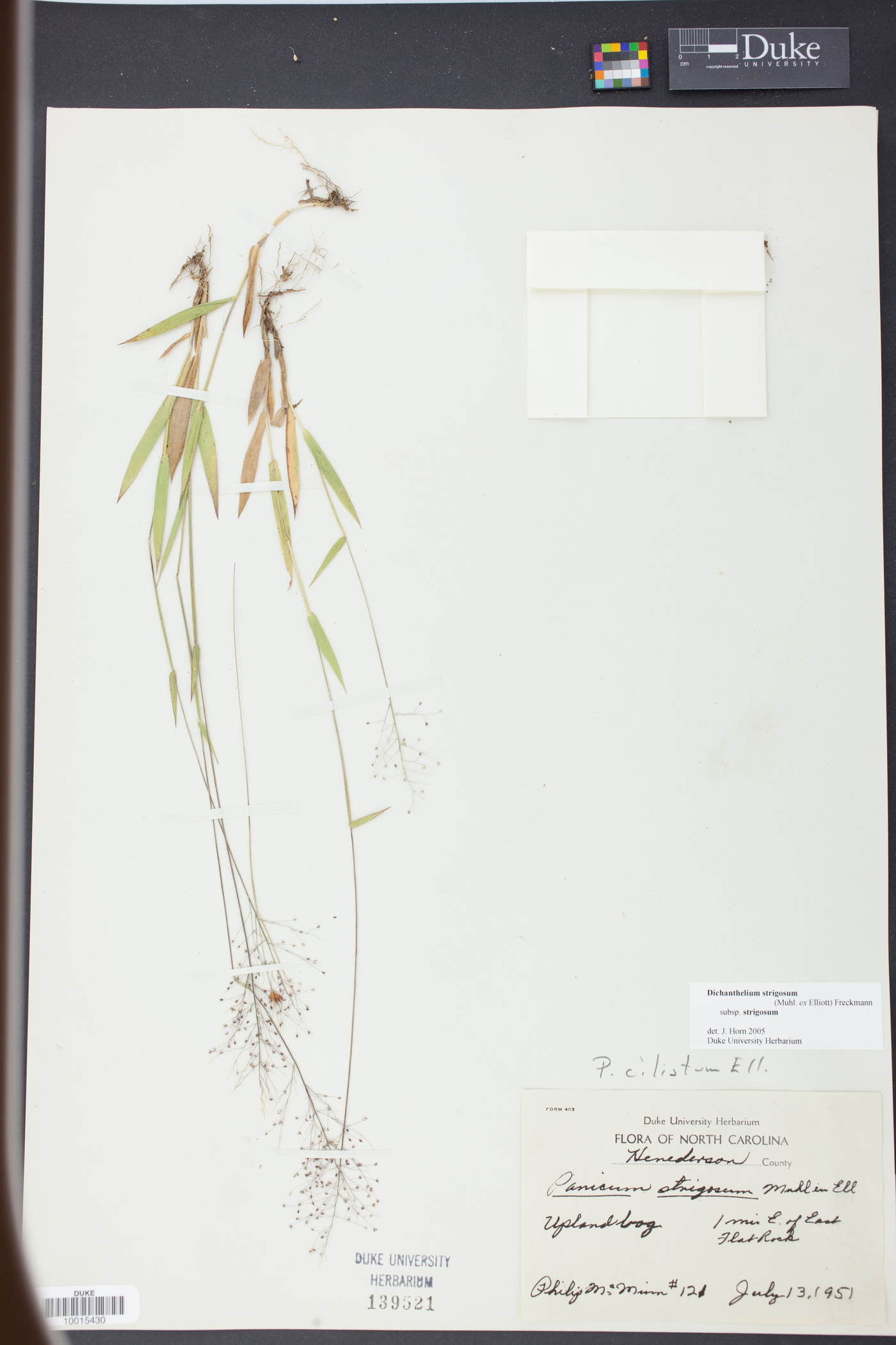 Dichanthelium strigosum subsp. strigosum image