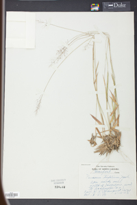 Panicum trifolium image