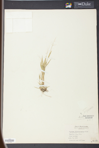 Panicum trifolium image