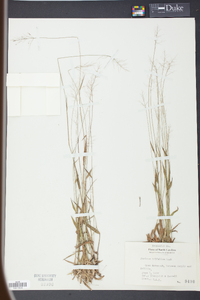 Panicum trifolium image