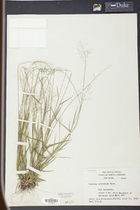 Panicum trifolium image