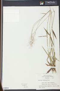 Panicum trifolium image