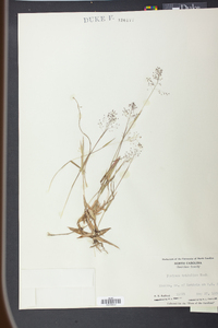 Panicum trifolium image