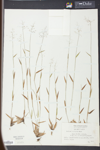 Panicum trifolium image