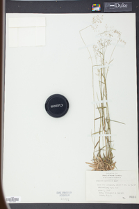 Panicum trifolium image