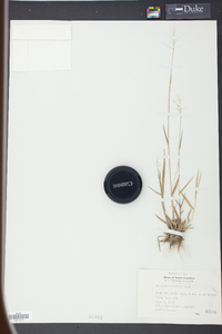 Panicum trifolium image