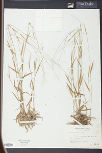 Panicum trifolium image