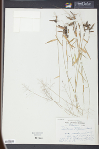 Panicum trifolium image