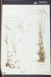 Panicum trifolium image