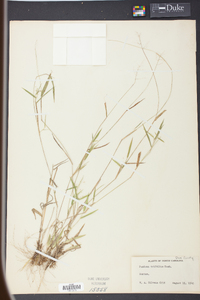 Panicum trifolium image