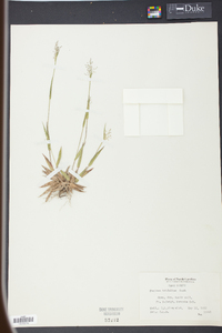 Panicum trifolium image