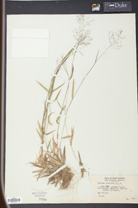 Panicum trifolium image