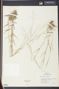 Panicum trifolium image