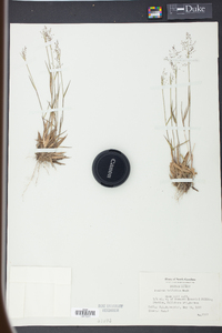 Panicum trifolium image