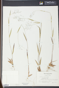 Panicum trifolium image