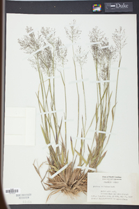 Panicum trifolium image