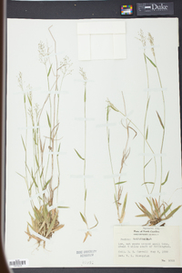 Panicum trifolium image