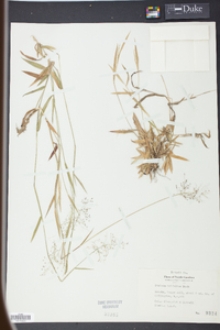 Panicum trifolium image