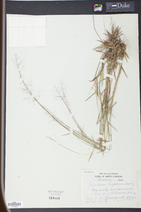 Panicum trifolium image