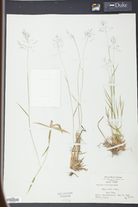 Panicum trifolium image